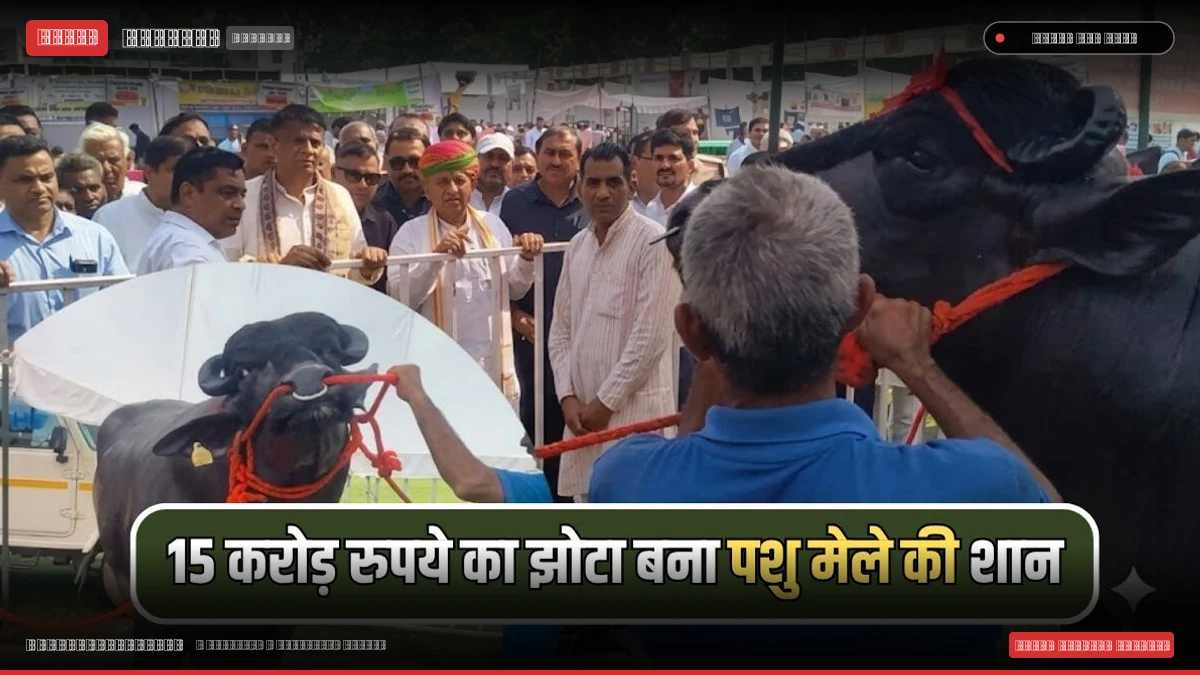 हरियाणा के पशु मेले में छाया 15 करोड़ का 'विधायक' झोटा, लग्जरी कारों से महंगी कीमत और काजू-बादाम वाली डाइट